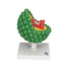 HIV Model, 1000336 [L40], Sex Education (Small)