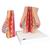Модель молочной железы - 3B Smart Anatomy, 1008497 [L56], Модели женской груди (Small)