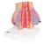 Model of Female Breast with Healthy & Unhealthy Tissue - 3B Smart Anatomy, 1008497 [L56], Breast Models (Small)