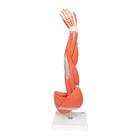 Armmuskel Modell, 6-teilig, 1000015 [M10], Muskelmodelle (Small)