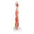 Muscle Arm Model, 3/4 Life-Size, 6 part - 3B Smart Anatomy, 1000015 [M10], Muscle Models (Small)