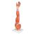 Muscle Arm Model, 3/4 Life-Size, 6 part - 3B Smart Anatomy, 1000015 [M10], Muscle Models (Small)