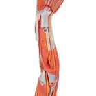 Armmuskel Modell, 6-teilig, 1000015 [M10], Muskelmodelle (Small)