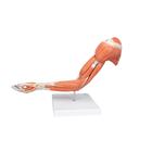 Armmuskel Modell, 6-teilig, 1000347 [M11], Muskelmodelle (Small)