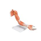 Life-Size Deluxe Muscle Arm Model, 6 part, 1000347 [M11], Muscle Models (Small)