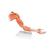 Life-Size Deluxe Muscle Arm Model, 6 part - 3B Smart Anatomy, 1000347 [M11], Muscle Models (Small)