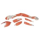 Life-Size Deluxe Muscle Arm Model, 6 part, 1000347 [M11], Muscle Models (Small)