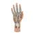 Life-Size Hand Model with Muscles, Tendons, Ligaments, Nerves & Arteries, 3 part - 3B Smart Anatomy, 1000349 [M18], Arm and Hand Skeleton Models (Small)