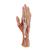 손 내부 모형 Life-Size Hand Model with Muscles, Tendons, Ligaments, Nerves & Arteries, 3 part - 3B Smart Anatomy, 1000349 [M18], 팔 및 손 골격 모형 (Small)