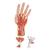 Modelo estrutural de Mão, 3 Partes, 1000349 [M18], Modelos de esqueletos do braço e mão (Small)