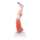 Beinmuskel Modell, 9-teilig, 1000351 [M20], Muskelmodelle (Small)