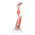 Beinmuskel Modell, 9-teilig, 1000351 [M20], Muskelmodelle (Small)