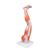 Muscles de la jambe, en 9 parties - 3B Smart Anatomy, 1000351 [M20], Modèles de musculatures (Small)