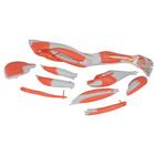 Beinmuskel Modell, 9-teilig, 1000351 [M20], Muskelmodelle (Small)