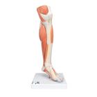 무릎이 있는 근육 다리 모혀, 3파트
Lower Muscle Leg with detachable Knee, 3 part, Life Size - 3B Smart Anatomy, 1000353 [M22], 근육 모델