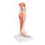 무릎이 있는 근육 다리 모형, 3파트 Lower Muscle Leg with detachable Knee, 3 part, Life Size - 3B Smart Anatomy, 1000353 [M22], 근육 모델 (Small)