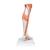 Life-Size Lower Muscle Leg Model with Detachable Knee, 3 part - 3B Smart Anatomy, 1000353 [M22], Muscle Models (Small)