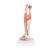 Модель нижней части ноги с мышцами и коленным суставом, 3 части - 3B Smart Anatomy, 1000353 [M22], Модели мускулатуры человека и фигуры с мышцами (Small)