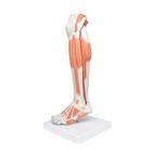 Pierna con m&uacute;sculos y con rodilla de lujo, 3 partes, 1000353 [M22], Modelos de Musculatura (Small)