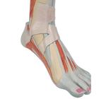Pierna con m&uacute;sculos y con rodilla de lujo, 3 partes, 1000353 [M22], Modelos de Musculatura (Small)