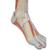 豪华型带膝的小腿肌模型，3部分 - 3B Smart Anatomy, 1000353 [M22], 肌肉组织模型 (Small)