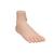 Fußmodell normaler Fuß - 3B Smart Anatomy, 1000354 [M30], Gelenkmodelle (Small)