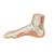 정상발 Normal Foot Model - 3B Smart Anatomy, 1000354 [M30], 관절 모형 (Small)