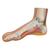 Normal Foot Model - 3B Smart Anatomy, 1000354 [M30], Joint Models (Small)