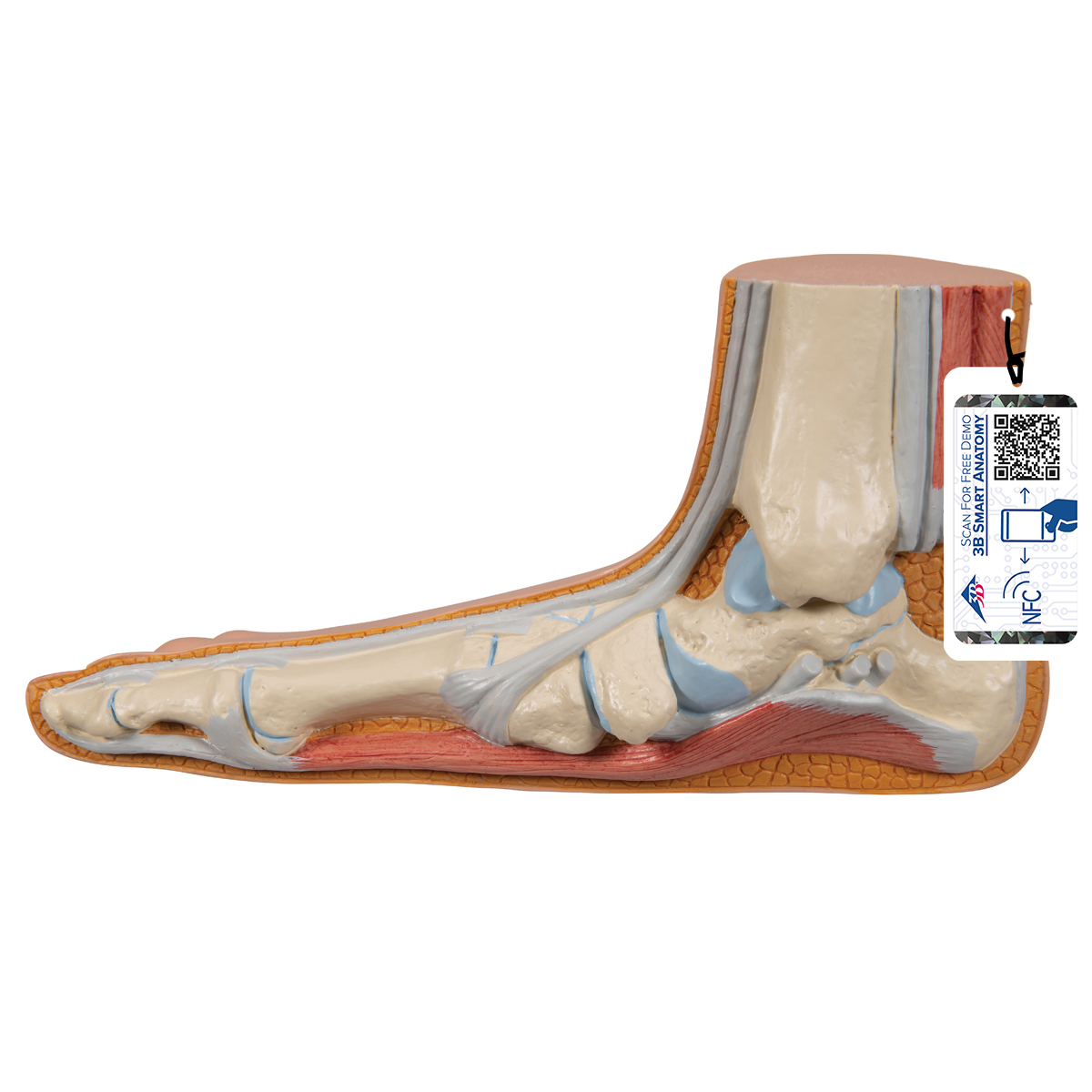 Arched Foot and Normal Foot Model Details about    Life Size Foot Model Depicts Flat Foot 