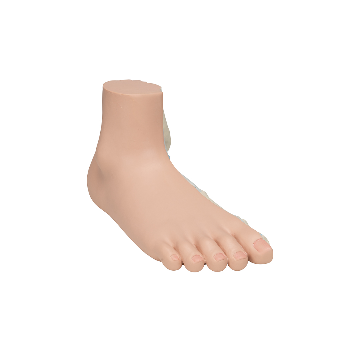 Arched Foot and Normal Foot Model Details about    Life Size Foot Model Depicts Flat Foot 