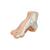 오목발(요족) Hollow Foot (Pes Cavus) Model - 3B Smart Anatomy, 1000356 [M32], 관절 모형 (Small)