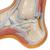오목발(요족) Hollow Foot (Pes Cavus) Model - 3B Smart Anatomy, 1000356 [M32], 관절 모형 (Small)