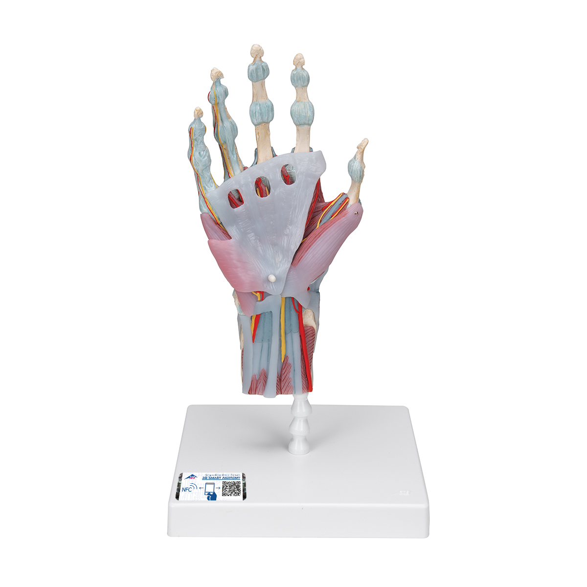 Color : White HHJJ Professional Hand Model Science Anatomy Life Joint Anatomical Skeleton 0827 0923 