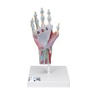 Модель скелета руки со связками и мышцами - 3B Smart Anatomy, 1000358 [M33/1], Модели суставов, кисти и стопы человека
