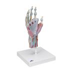 Hand Skeleton Model with Ligaments & Muscles, 1000358 [M33/1], Joint Models (Small)