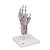 Modello di scheletro della mano con legamenti e muscoli - 3B Smart Anatomy, 1000358 [M33/1], Modelli di scheletro della mano e del braccio (Small)