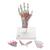 Modelo de esqueleto da mão com ligamentos e músculos, 1000358 [M33/1], Modelos de esqueletos do braço e mão (Small)