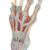 Modelo de esqueleto da mão com ligamentos e músculos, 1000358 [M33/1], Modelos de esqueletos do braço e mão (Small)