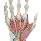 Hand Skeleton Model with Ligaments & Muscles, 1000358 [M33/1], Joint Models (Small)