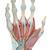 Modèle de squelette de la main avec ligaments et muscles - 3B Smart Anatomy, 1000358 [M33/1], Modèles d'articulations (Small)