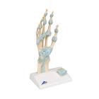 Hand Skeleton Model with Ligaments & Carpal Tunnel, 1000357 [M33], Joint Models (Small)