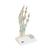 Hand Skeleton Model with Ligaments & Carpal Tunnel - 3B Smart Anatomy, 1000357 [M33], Joint Models (Small)