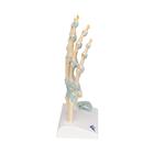 Hand Skeleton Model with Ligaments & Carpal Tunnel, 1000357 [M33], Joint Models (Small)