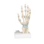 Hand Skeleton Model with Ligaments & Carpal Tunnel, 1000357 [M33], Joint Models (Small)