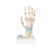 Modelo de esqueleto da mão com ligamentos e túnel do carpo, 1000357 [M33], Modelo de articulações (Small)