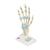 Modelo del esqueleto de la mano con ligamentos y túnel carpiano - 3B Smart Anatomy, 1000357 [M33], Modelos de esqueleto de brazo y mano (Small)