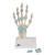 Modelo del esqueleto de la mano con ligamentos y túnel carpiano - 3B Smart Anatomy, 1000357 [M33], Modelos de Articulaciones (Small)