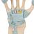 Kéz csontváz modell ínszalagokkal és kéztő csatornával - 3B Smart Anatomy, 1000357 [M33], Ízületi modellek (Small)