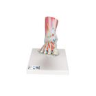 Modèle de squelette du pied avec ligaments et muscles - 3B Smart Anatomy, 1019421 [M34/1], Modèles d'articulations