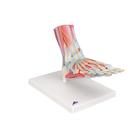 Foot Skeleton Model with Ligaments & Muscles, 1019421 [M34/1], Joint Models (Small)